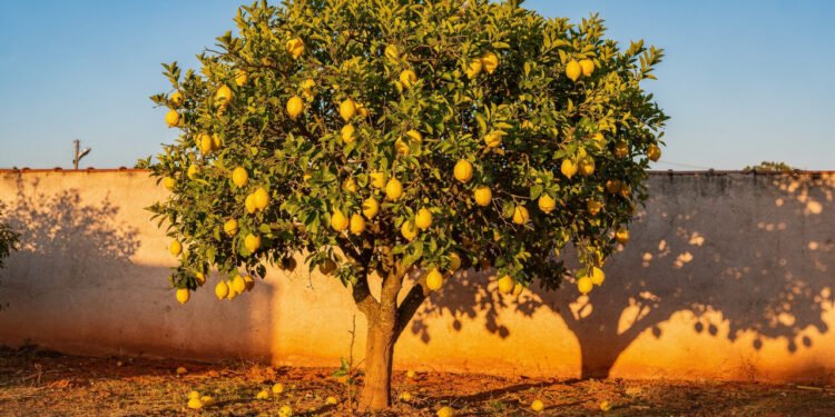 O lugar certo no quintal pode fazer essa árvore produzir frutos o ano inteiro