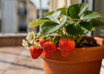Essa frutinha doce pode ajudar a deixar a pele mais bonita e ainda cresce fácil em vasos pequenos na varanda
