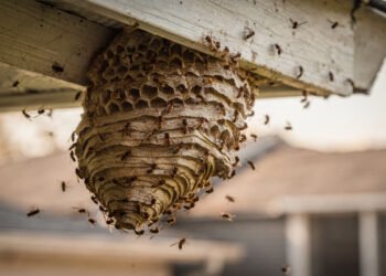 O que significa quando vespas fazem ninho na sua casa?