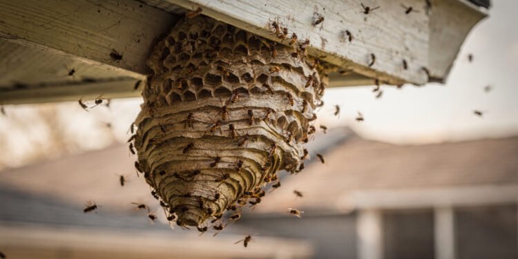 O que significa quando vespas fazem ninho na sua casa?