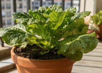 A folha verde que pode ajudar o intestino a funcionar melhor e ainda crescer fácil na sua horta