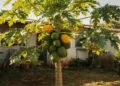 A fruta doce que muita gente come de manhã pode nascer no quintal e ajudar o intestino a funcionar melhor