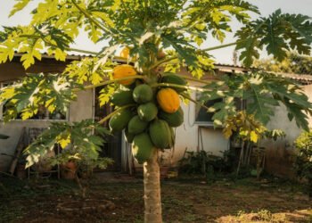 A fruta doce que muita gente come de manhã pode nascer no quintal e ajudar o intestino a funcionar melhor