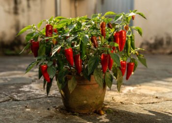 A pimenta aromática que pode intensificar o sabor das receitas e ainda apoiar o metabolismo no dia a dia