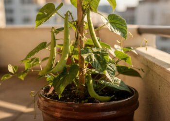 O vegetal simples que ajuda o metabolismo e ainda pode ser plantado em pequenos espaços