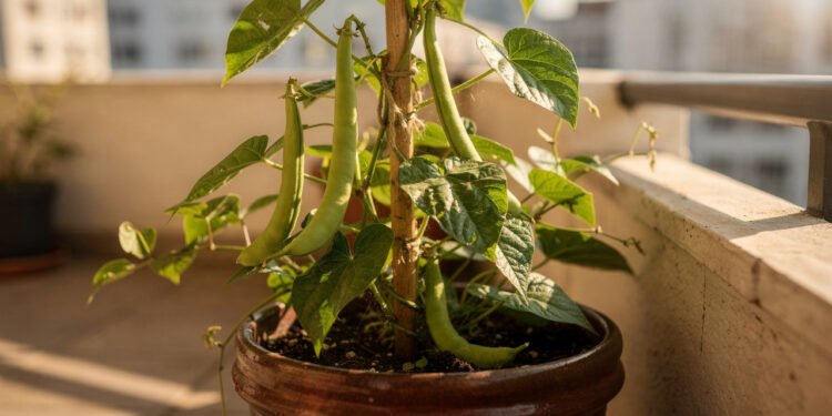 O vegetal simples que ajuda o metabolismo e ainda pode ser plantado em pequenos espaços