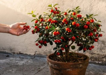 10 árvores frutíferas que começam a produzir em poucos anos e são ideais para quintais pequenos