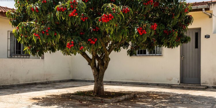 A árvore perfeita para o quintal: dá sombra fresca, não destrói a calçada e produz a frutinha vermelha campeã em colágeno