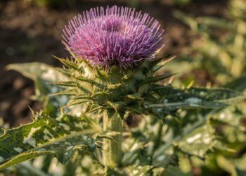 A planta tradicional muito usada para apoiar o fígado e ajudar na desintoxicação natural
