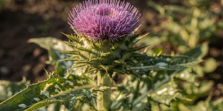 A planta tradicional muito usada para apoiar o fígado e ajudar na desintoxicação natural