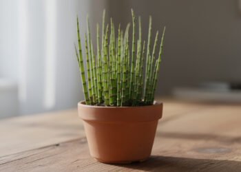 Essa planta usada em chá pode ajudar a reduzir o inchaço e ainda cresce bem em vasos