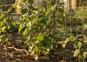 A trepadeira resistente que virou aliada de quem quer mais proteína sem gastar muito