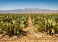 A planta que sustentou povos do deserto mexicano por gerações e hoje volta a despertar interesse