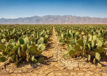 A planta que sustentou povos do deserto mexicano por gerações e hoje volta a despertar interesse