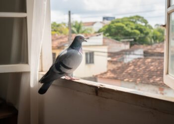 O que significa quando um pombo insiste em aparecer sempre no mesmo lugar?