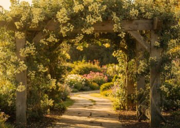 A trepadeira quase sem espinhos que cria um túnel florido na entrada de casa e transforma o jardim