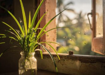 5 plantas aromáticas que ajudam a afastar mosquitos e deixam o quintal mais agradável