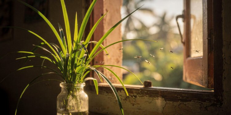 5 plantas aromáticas que ajudam a afastar mosquitos e deixam o quintal mais agradável