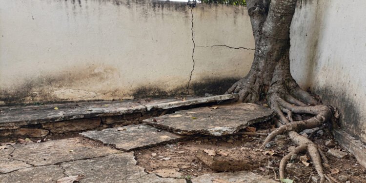 6 árvores que você deve evitar plantar em quintais pequenos segundo paisagistas