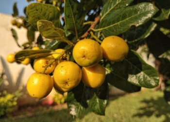 Quase esquecida, essa fruta brasileira ajuda na digestão, traz saciedade e cresce bem no quintal de casa