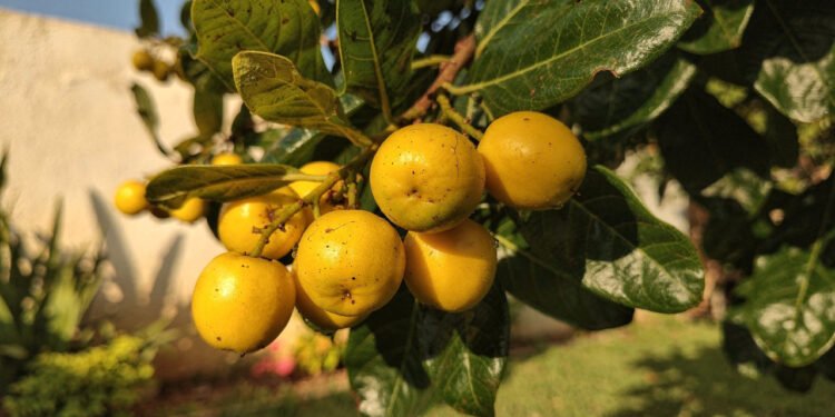 Quase esquecida, essa fruta brasileira ajuda na digestão, traz saciedade e cresce bem no quintal de casa