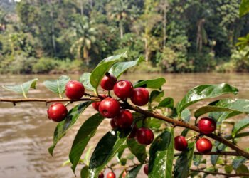 Fruta amazônica com altíssima vitamina C pode virar renda no campo e reforçar a imunidade