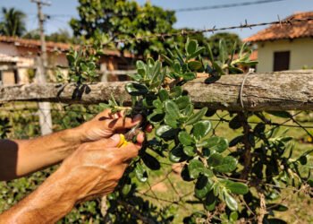A carne verde que cresce fácil em casa e reforça a alimentação sem pesar no bolso