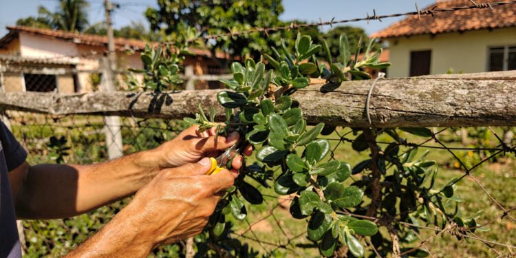 A carne verde que cresce fácil em casa e reforça a alimentação sem pesar no bolso