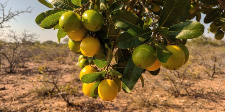 Pouco popular fora do Nordeste, essa fruta refrescante ajuda na hidratação, na saciedade e pode ser plantada no quintal