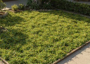 8 plantas de cobertura de solo de crescimento rápido que ajudam a evitar ervas daninhas no jardim