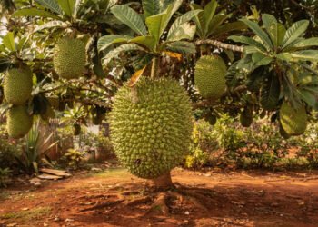 O fruto tropical gigante que pode garantir comida farta no quintal o ano inteiro