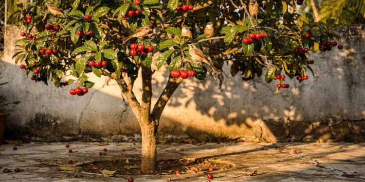 A árvore tropical que produz frutos doces e ainda atrai pássaros para o quintal