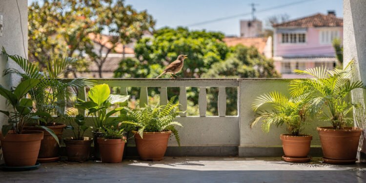 O que significa ouvir pássaros cantando durante o dia em casa?