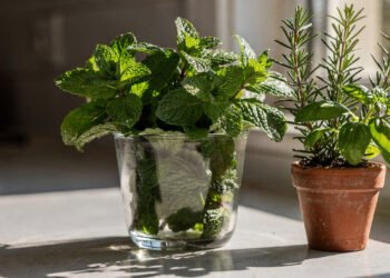 5 plantas que ajudam a manter baratas e formigas longe da cozinha e do quintal