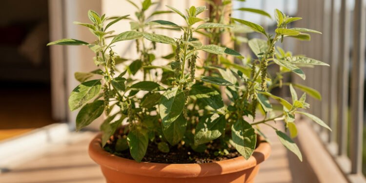 A semente pequena que muita gente tem na cozinha pode ser plantada em casa e ainda ajudar a fortalecer os ossos