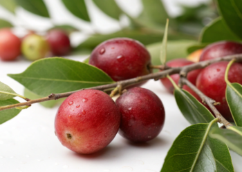 A fruta amazônica que chamou a atenção da ciência por sua alta concentração de antioxidantes