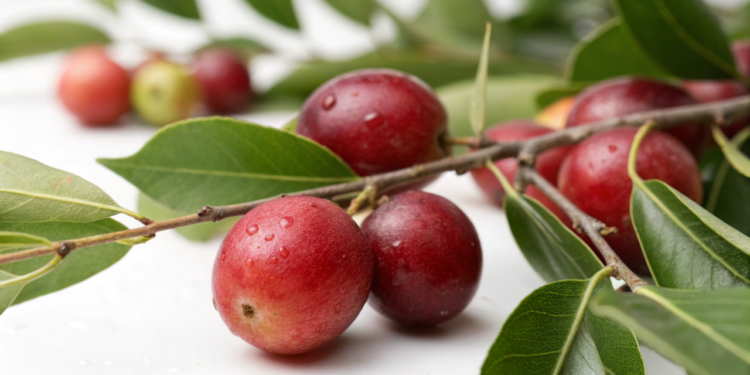 A fruta amazônica que chamou a atenção da ciência por sua alta concentração de antioxidantes