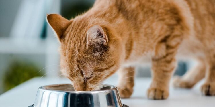 O melhor lugar da casa para posicionar o pote de ração do seu gato e evitar estresse na alimentação