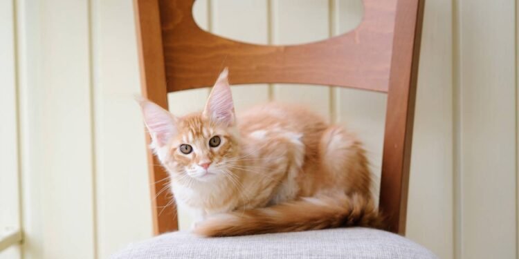 Quando ele mantém os olhos presos em alguém, sem desviar, pode estar analisando movimentos - Créditos: depositphotos.com / oracul