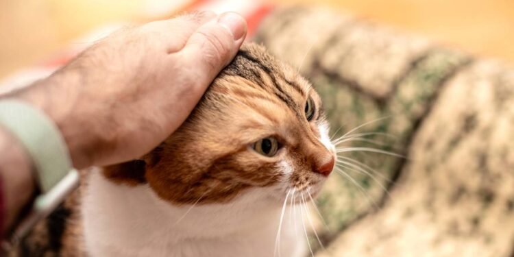 O miado é, na prática, a forma que o gato encontrou para “falar” com humanos - Créditos: depositphotos.com / ifeelstock
