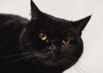 Por que o gato preto é associado à má sorte?