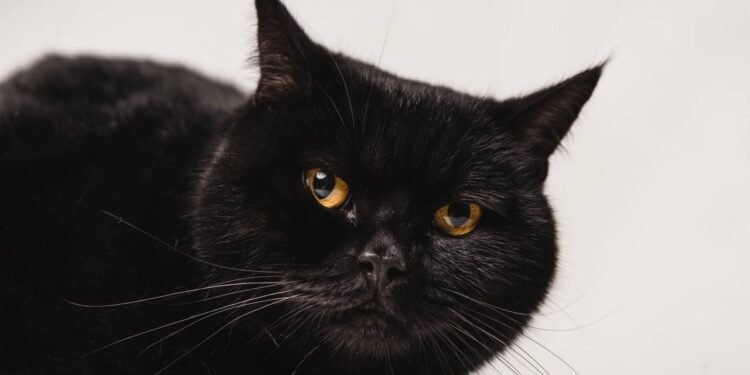 Por que o gato preto é associado à má sorte?