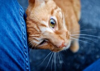 O que significa quando o gato esfrega a cabeça na pessoa