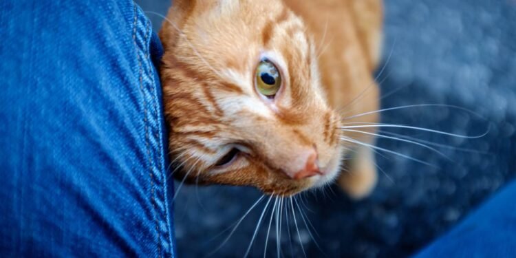 O que significa quando o gato esfrega a cabeça na pessoa