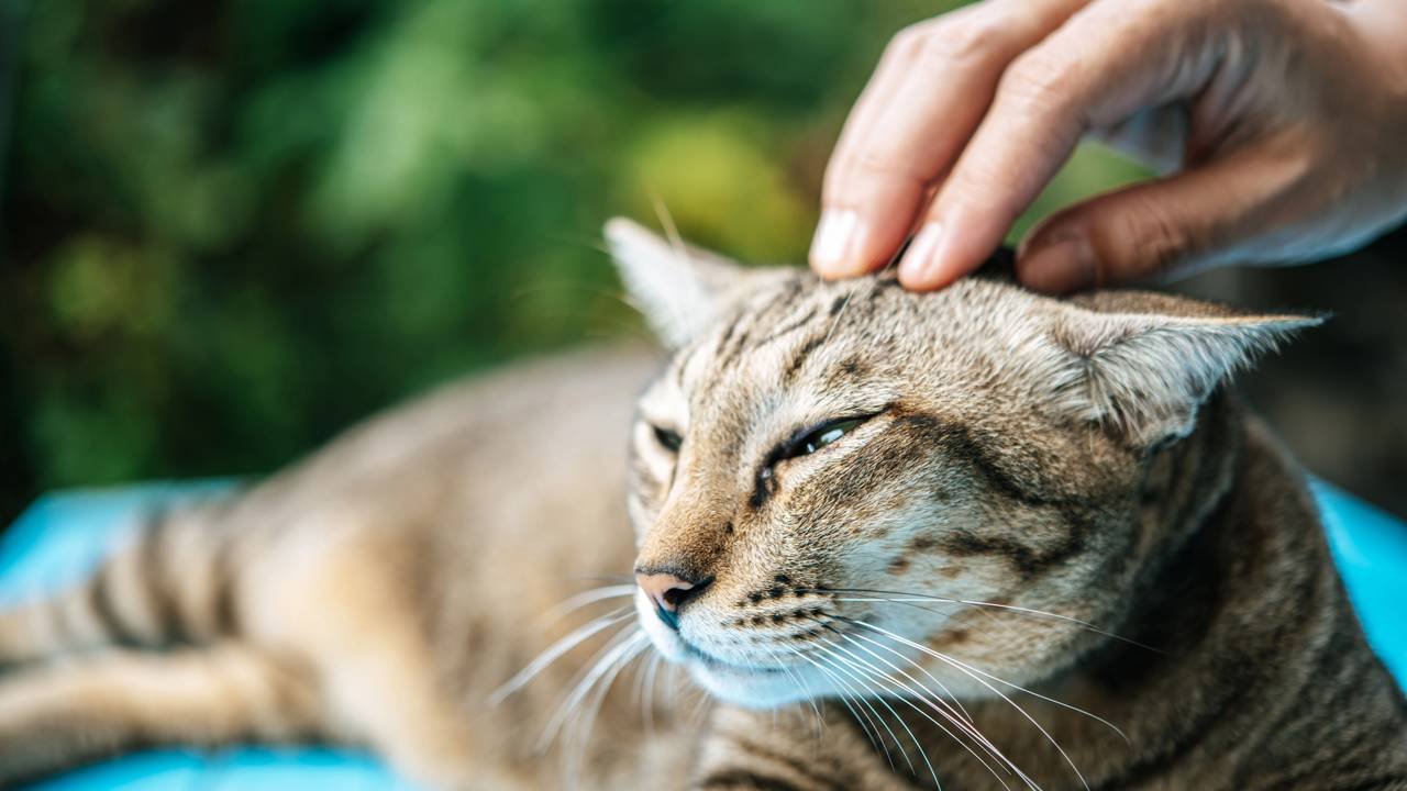 O que significa quando o gato esfrega a cabeça na pessoa