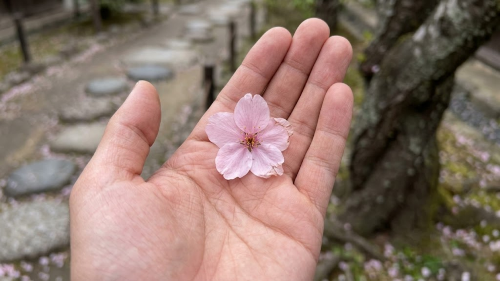 POV: Mão segura flor de cerejeira caída, observando a impermanência