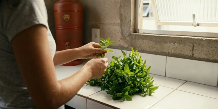 A folha refrescante que você deve ferver após o almoço para acelerar a digestão e evitar o inchaço