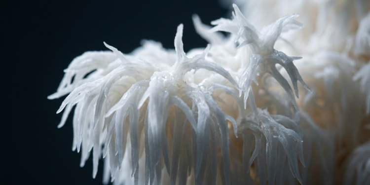 Macro detalhado das fibras do fungo lembrando conexões neurais humanas.