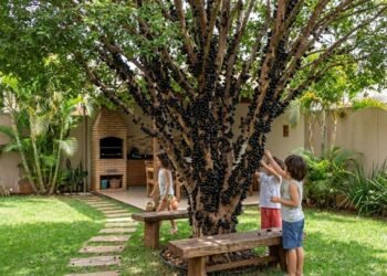 As árvores frutíferas que não levantam o piso e podem dar sombra no seu quintal sem dor de cabeça