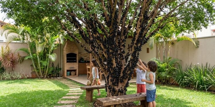 Com atenção a esses pontos, fica muito mais fácil manter um quintal verde